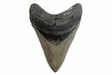 Fossil Megalodon Tooth - North Carolina #378075-1